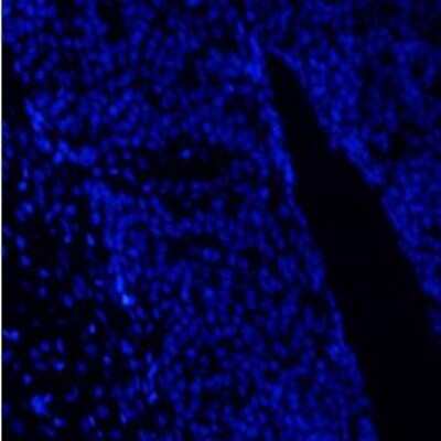Immunocytochemistry/ Immunofluorescence: proBDNF Antibody - Azide and BSA Free [NB100-98754]