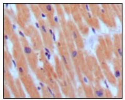 Immunohistochemistry-Paraffin: NT-proBNP Antibody (3A6F7C7) - BSA Free [NBP1-47509]