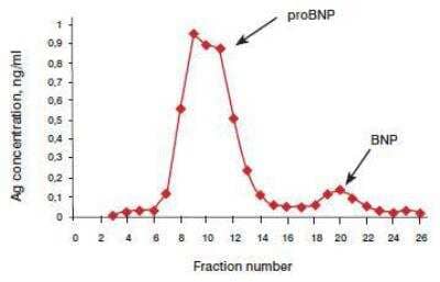 Immunoassay: BNP Antibody (50E1cc) [NB200-440]