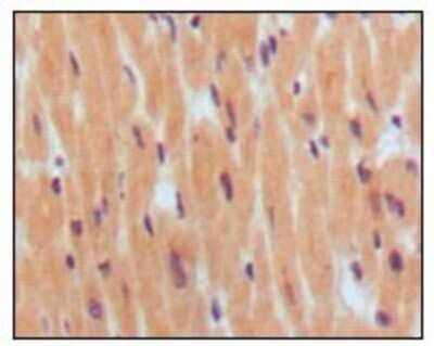 Immunohistochemistry-Paraffin: BNP Antibody (8D5B4C11) - BSA Free [NBP1-47507]