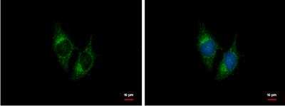 Immunocytochemistry/ Immunofluorescence: BNP Antibody [NBP1-32038]