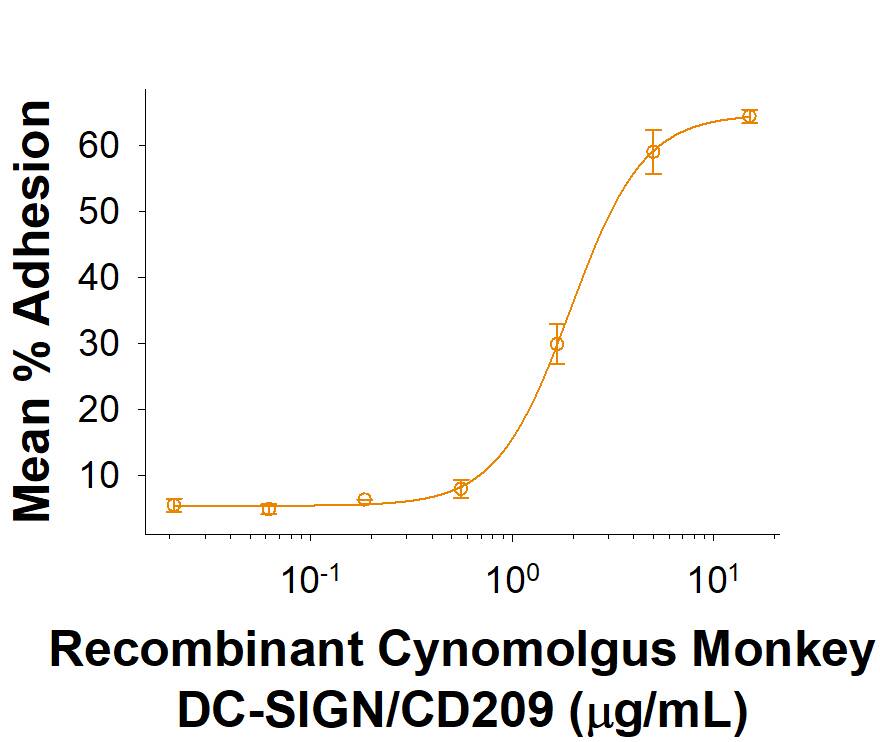 Recombinant Cynomolgus Monkey DC-SIGN/CD209 HA-tag Protein Bioactivity.
