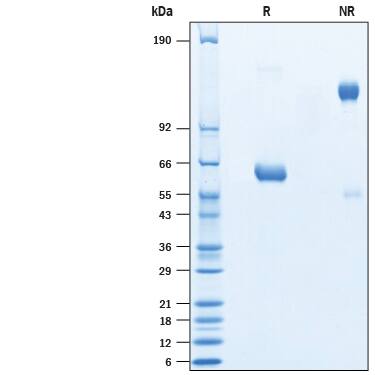 Recombinant SARS-CoV-2 Spike RBD Fc Chimera Protein SDS-PAGE