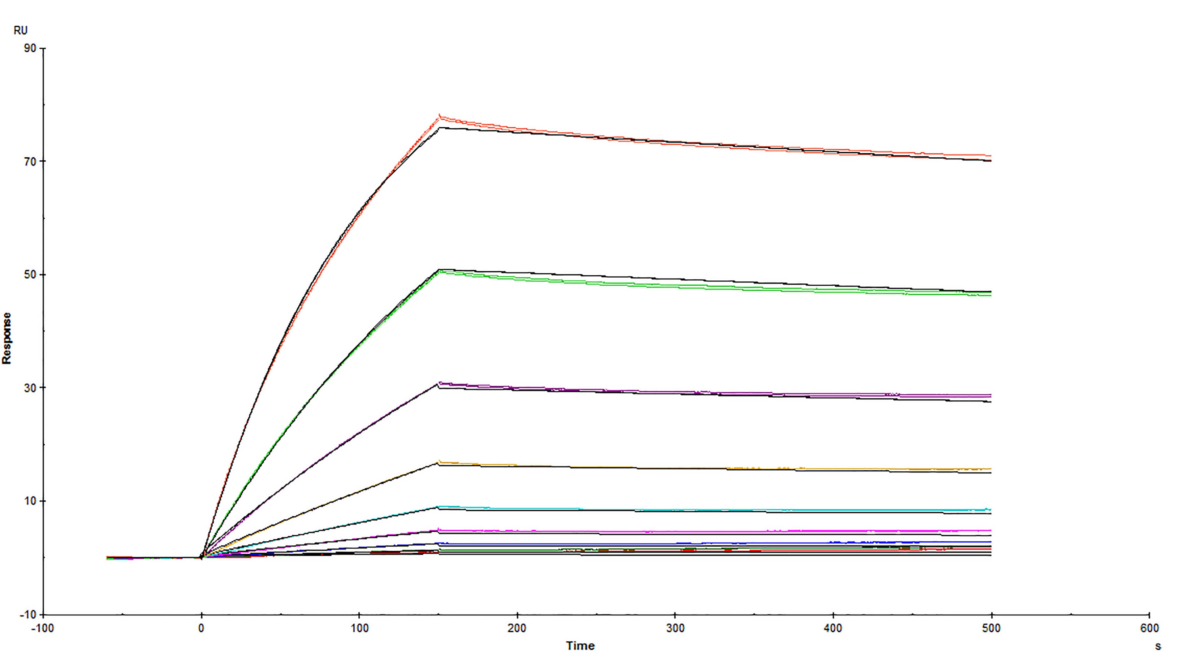 Surface plasmon resonance sensorgram of SARS-CoV-2 Spike protein binding to Human ACE-2