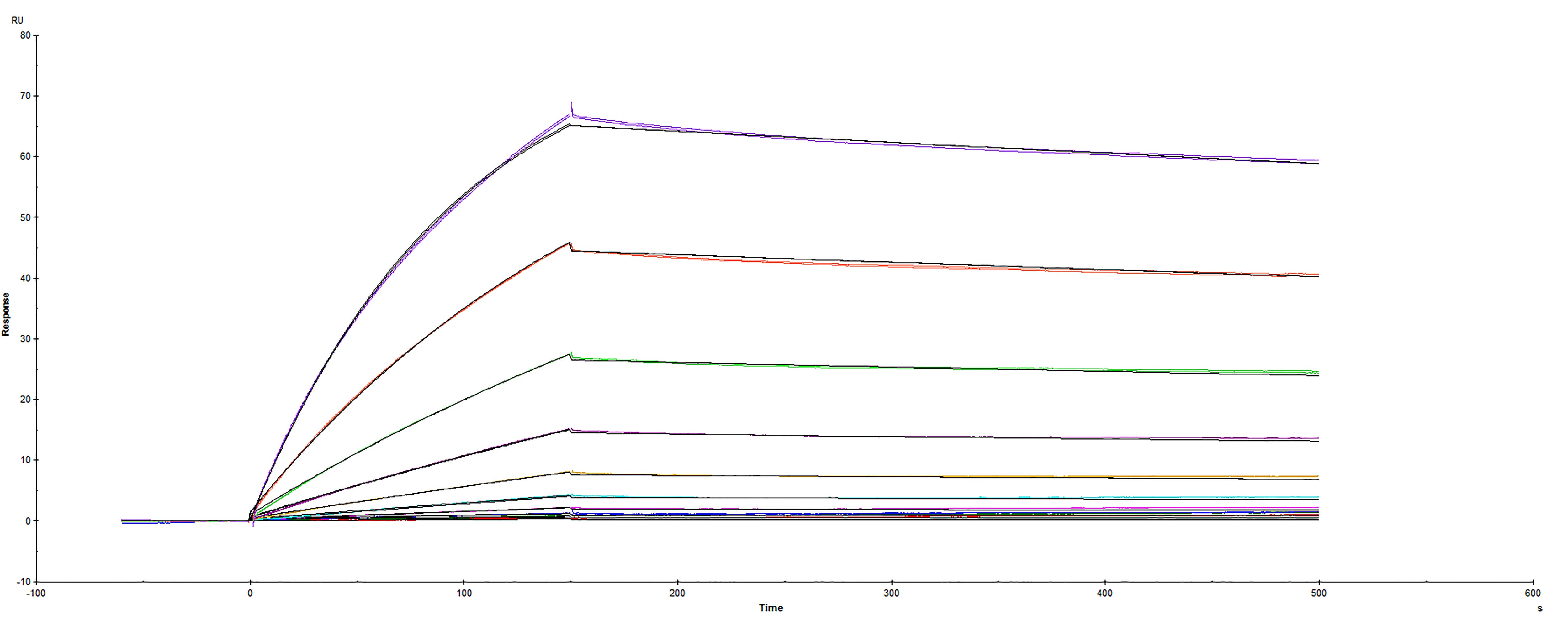 SPR Sensorgram of SARS-CoV-2 Spike S1 subunit binding to Human ACE-2