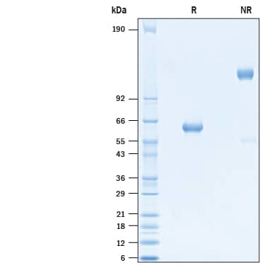 Recombinant SARS-CoV Spike RBD Fc Chimera Protein SDS-PAGE