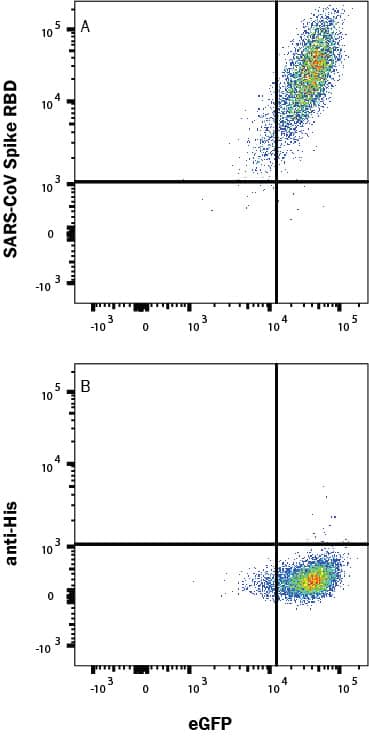 Flow cytometry scatter plot shows SARS-CoV-2 Spike RBD protein binds to ACE-2 expressing HEK293 cells