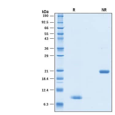 Recombinant Human BMP-4 GMP Protein, CF (314E-GMP) by R&D Systems, Part ...