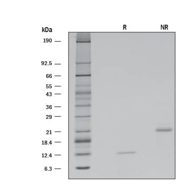 Recombinant Mouse Activin B Protein SDS-PAGE