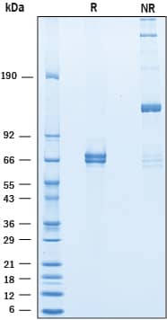 Recombinant Mouse Angiopoietin-1 Protein SDS-PAGE