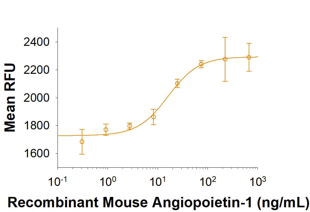 Recombinant Mouse Angiopoietin-1 Protein Bioactivity