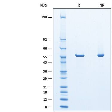 Guinea 2024 pig protein