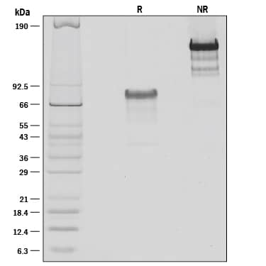Recombinant Mouse PD-L1/B7-H1 Fc Chimera Protein SDS-PAGE