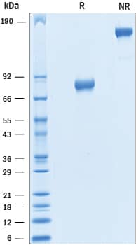 Recombinant Human B7-1/CD80 Fc Chimera Protein SDS-PAGE