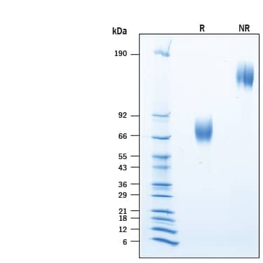 Recombinant Human B7-1/CD80 Fc Chimera Protein SDS-PAGE