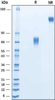 Recombinant Cynomolgus/Rhesus Macaque B7-1/CD80 Protein SDS-PAGE