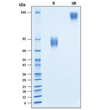 Recombinant Human B7-1/CD80 Fc Chimera Avi-tag Protein SDS-PAGE