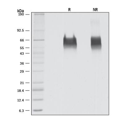B7-H2 Co-stimulates IL-4 Secretion.