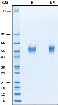 Recombinant Rat B7-H2 Protein SDS-PAGE