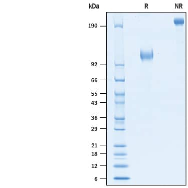 Recombinant Human B7-H3 (4Ig)/B7-H3b Fc Avi-tag Protein SDS-PAGE