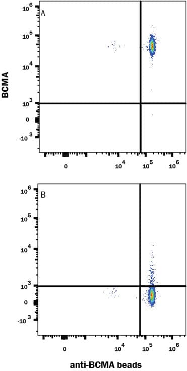 Detection of Human BCMA Antibody with Recombinant BCMA/TNFRSF17 Fc Chimera Atto 488 Protein by Flow Cytometry