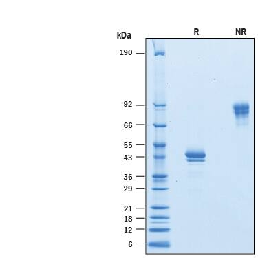 Recombinant Human BCMA/TNFRSF17 Fc Avi-tag Protein SDS-PAGE