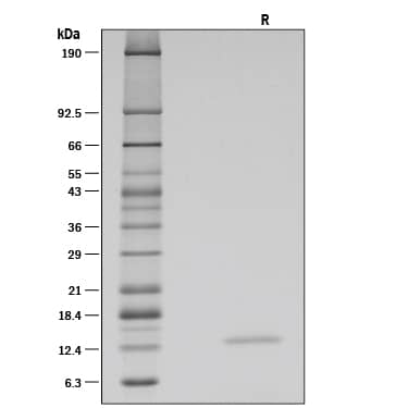 Recombinant Human BDNF GMP SDS-PAGE