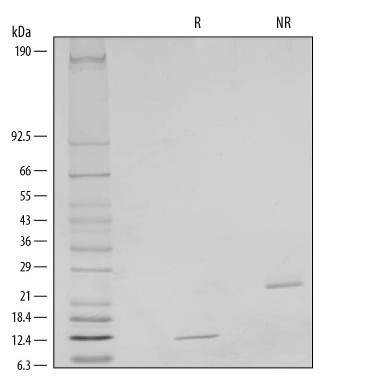 Recombinant Human/Mouse/Rat BMP-2 (E. coli-expressed) SDS-PAGE