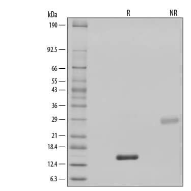 Recombinant Human BMP-2 GMP Protein SDS-PAGE