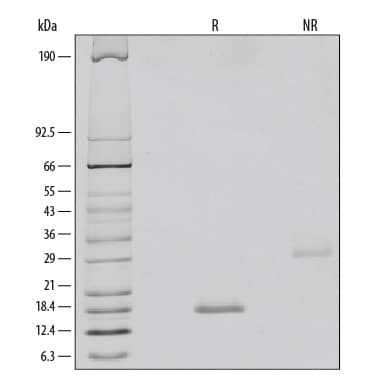 Recombinant Human BMP-6 Protein SDS-PAGE