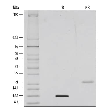 Recombinant Human BMP-9 Protein SDS-PAGE