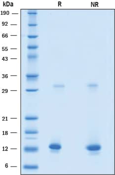 Recombinant Human BST-2/Tetherin Protein SDS-PAGE