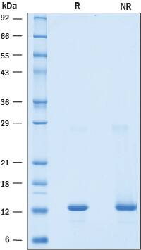 Recombinant Mouse BST-2/Tetherin Protein SDS-PAGE
