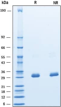 Recombinant Human BTN3A3 His-tag Protein SDS-PAGE