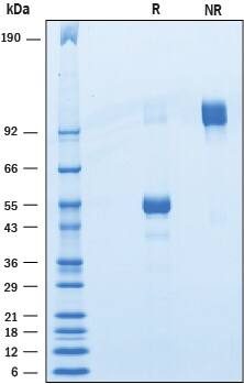 Recombinant Human BTNL10/Butyrophilin-like 10 Fc Protein SDS-PAGE