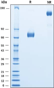 Recombinant Cynomolgus CD155/PVR Fc Chimera Protein SDS-PAGE