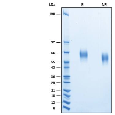 Recombinant Human CD155/PVR His-tag Avi-tag Protein SDS-PAGE