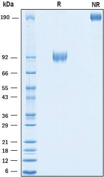 Recombinant Human CD155/PVR Fc Chimera Avi-tag Protein SDS-PAGE