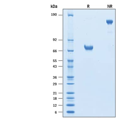 Recombinant Human CD200 Fc Chimera Avi-tag Protein SDS-PAGE