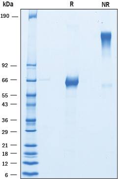 Recombinant Cynomolgus/Rhesus Macaque CD27 Fc Protein SDS-PAGE