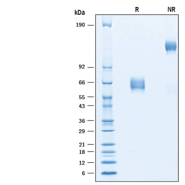 Recombinant Human CD47 Fc Chimera Avi-tag Protein SDS-PAGE