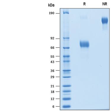Recombinant Cynomolgus CD48/SLAMF2 Fc Chimera Protein SDS-PAGE