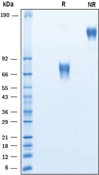 Recombinant Human CD58/LFA-3 Fc Chimera Protein SDS-PAGE