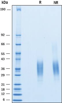 Recombinant Human CD79B Protein SDS-PAGE