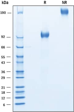 Recombinant Human CEACAM-18 Fc Chimera Protein SDS-PAGE