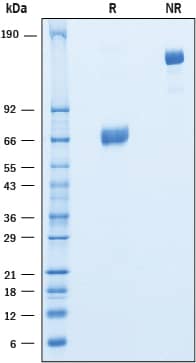 Recombinant Human CEACAM-21 Fc Chimera Protein SDS-PAGE