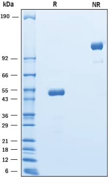 Recombinant Human CEACAM-3/CD66d Fc Chimera Protein SDS-PAGE