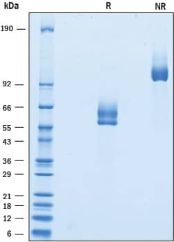 Recombinant Human CLEC-12B Fc Chimera Protein SDS-PAGE