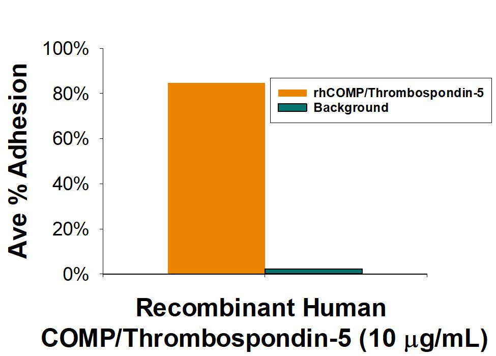 Recombinant Human COMP His-tag Protein Bioactivity