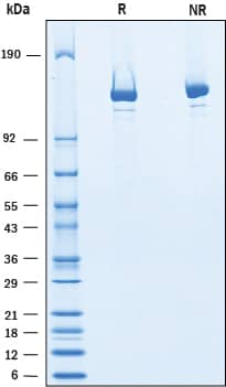 Recombinant S. pyogenes CRISPR-associated Protein 9 SDS-PAGE